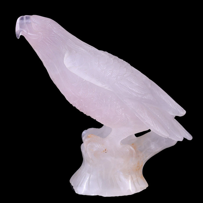 Parrot