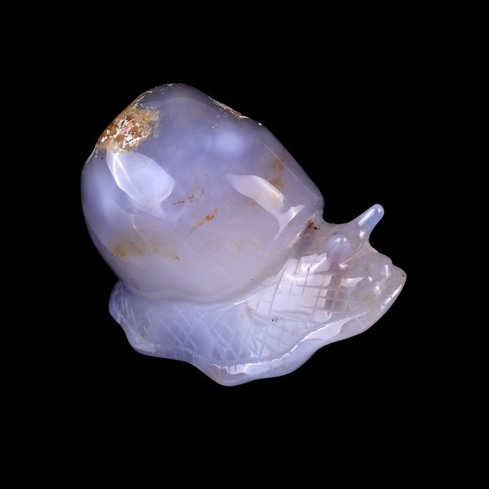 Snail